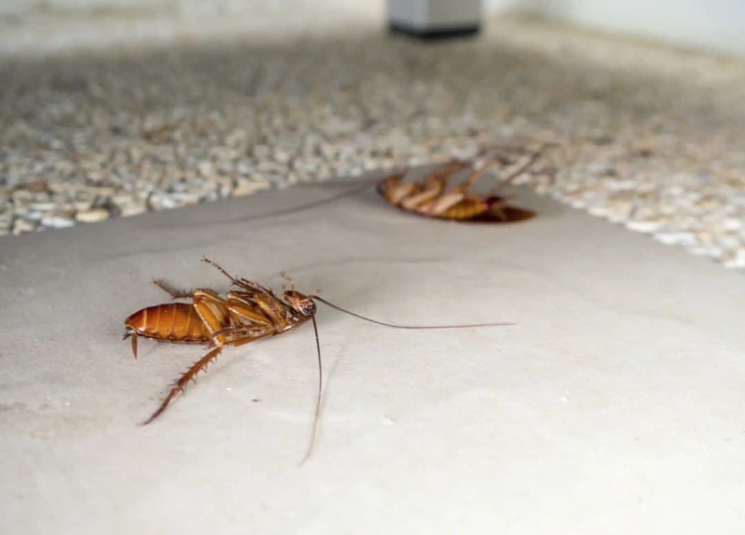 Уничтожение насекомых