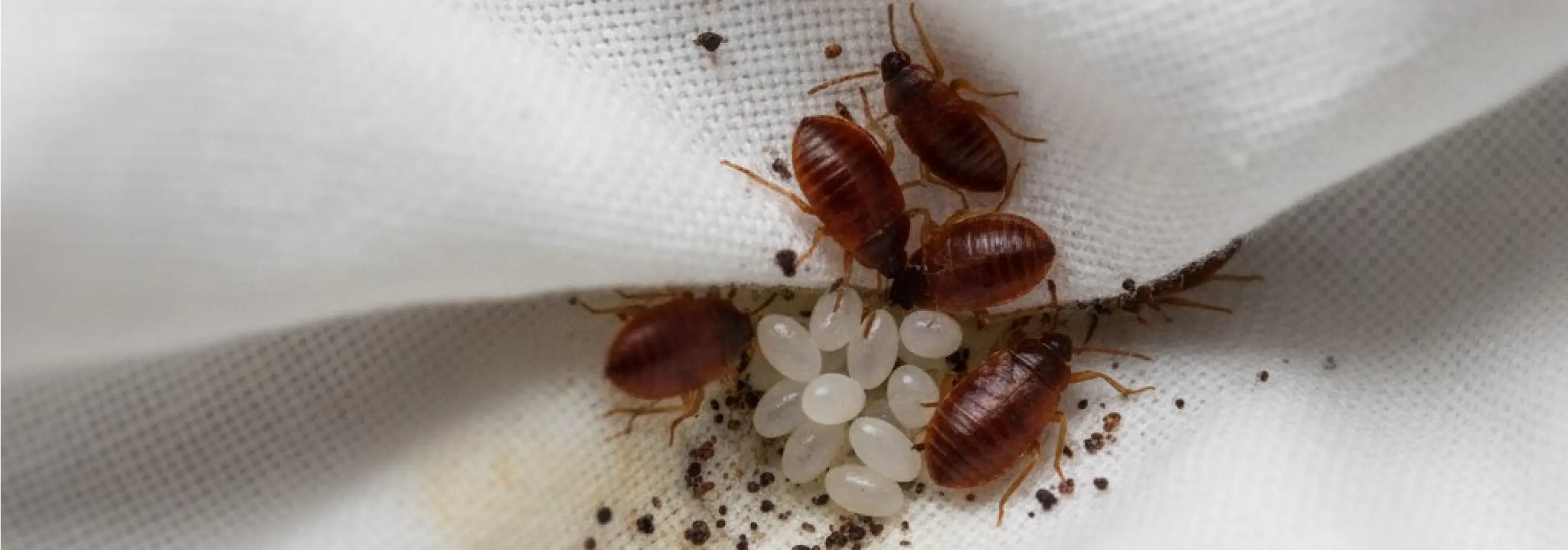 Постельные клопы — ночные паразиты